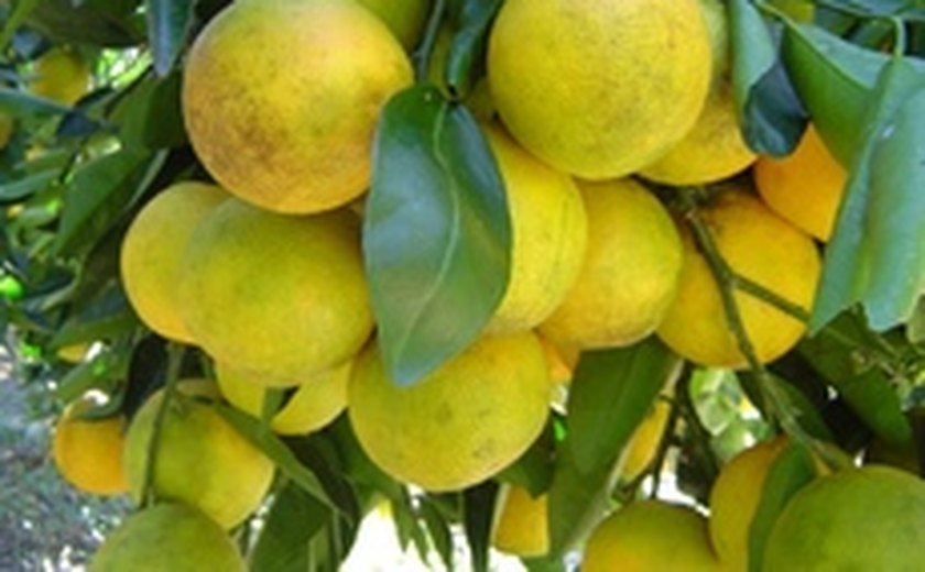Alagoas ganha primeira fábrica de suco de laranja