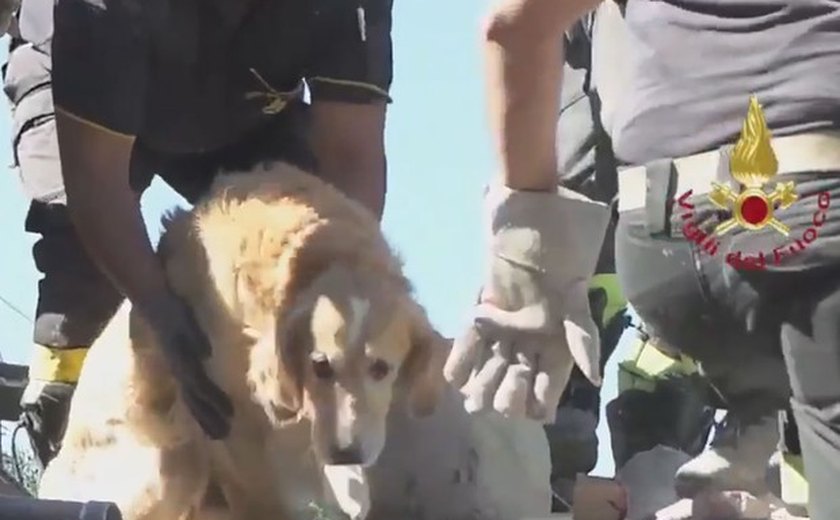 Cachorro é resgatado de escombros nove dias após terremoto na Itália