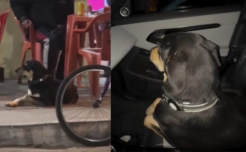 Tutor 'busca' cachorro em bar, e cena viraliza nas redes sociais
