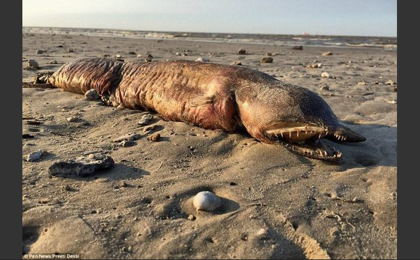 Criatura bizarra aparece em praia após furacão e intriga a internet