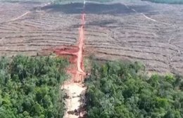 Desmatamento na Amazônia caiu 22% nos últimos 12 meses