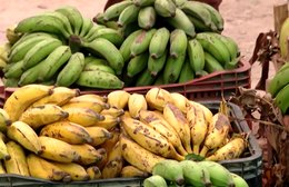 Agricultura quilombola: produção de alimentos irão compor cestas básicas