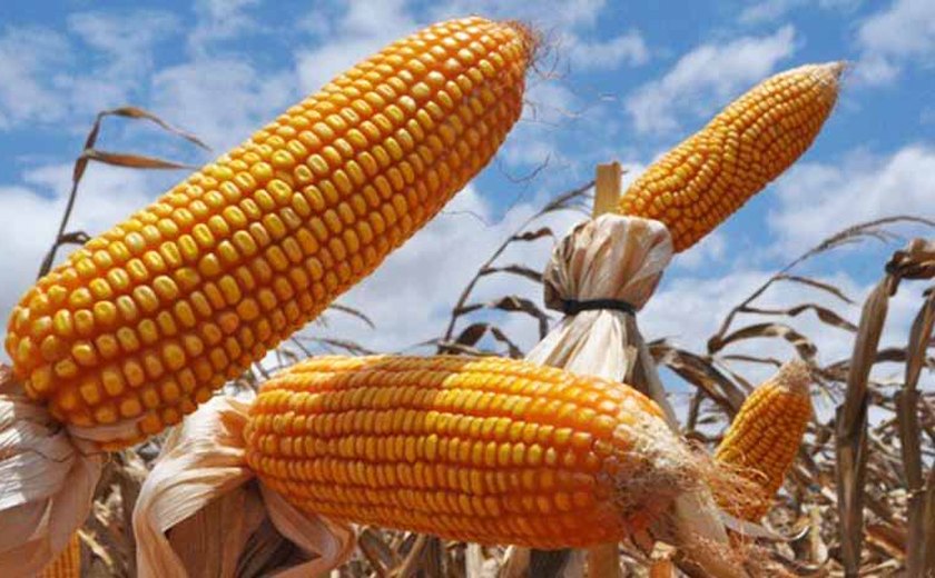 Região Agreste quer retomar espaço como polo produtor de milho