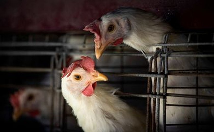 Gripe aviária: cientistas testam vacinas de mRNA nos EUA para proteger animais e pessoas