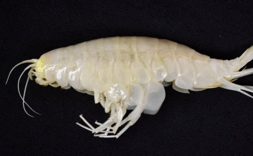 Animal misterioso que sumiu por décadas é encontrado no oceano