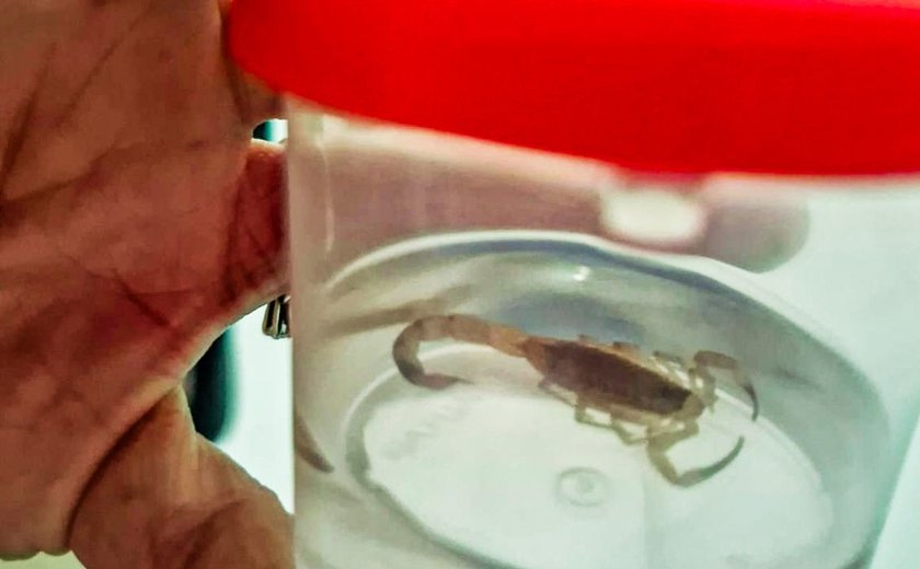 TO: acidentes com animais peçonhentos deixam 5,8 mil feridos em 2024