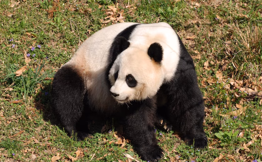 Pontos de agilidade insuficientes: panda fica preso em copa de árvore no zoológico da cidade chinesa de Tianjin