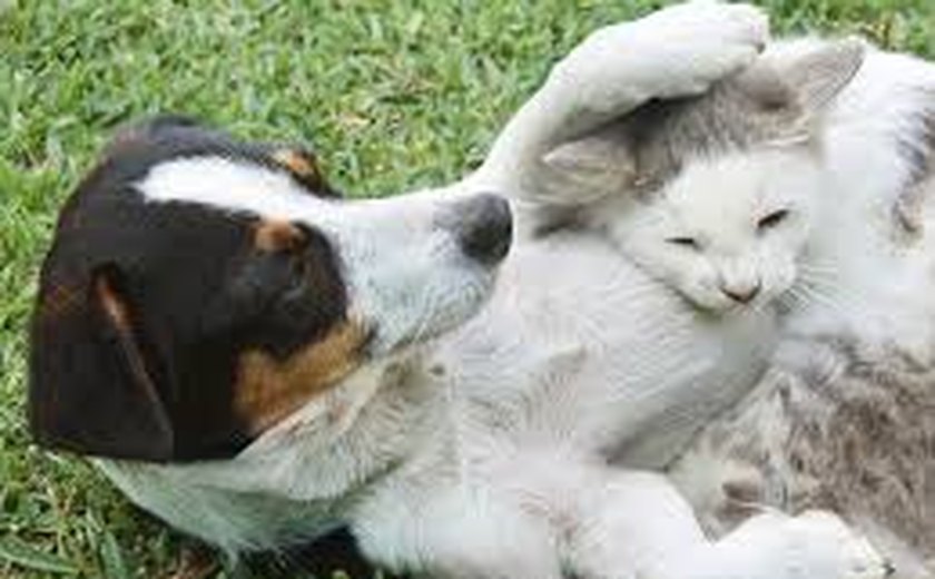 Como a ciência chegou aos cães e gatos