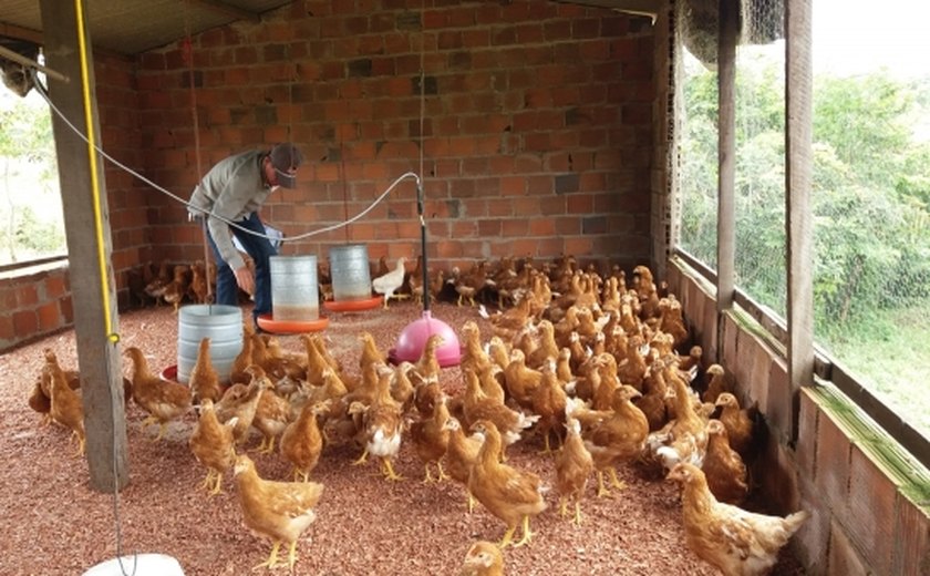 Técnicos da Adeal fazem cadastro de avícolas em Alagoas