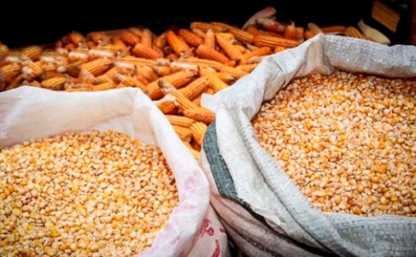 Agricultura divulga edital de credenciamento para acesso às sementes