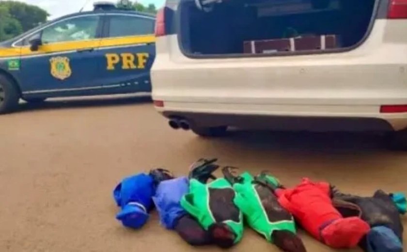 PRF flagra prefeito do Paraná com seis galos de rinha em carro oficial