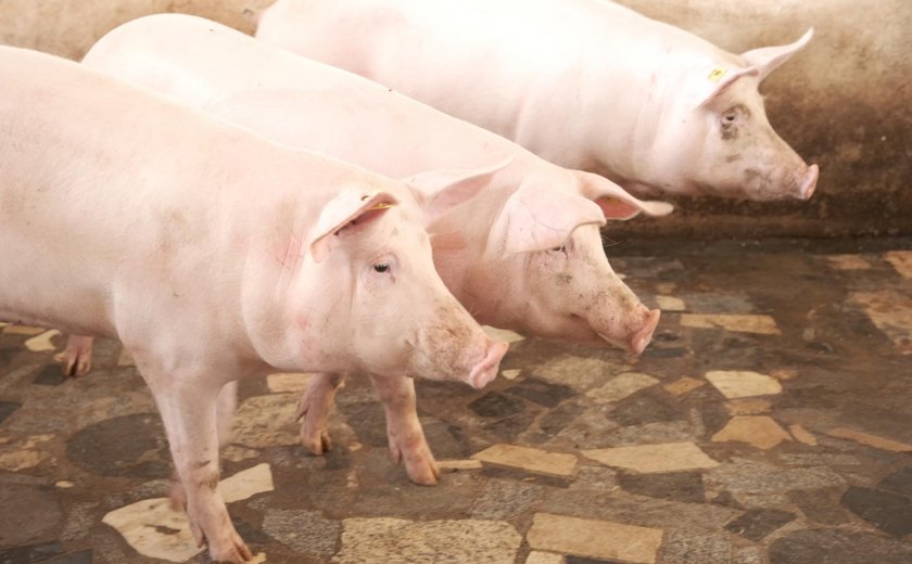 Vacinação contra peste suína clássica bate recorde de cobertura em Alagoas