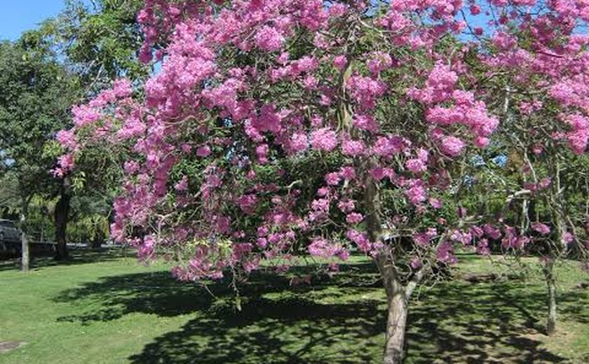 Alagoas Mais Verde: Ipê Rosa possui benefícios para além da arborização