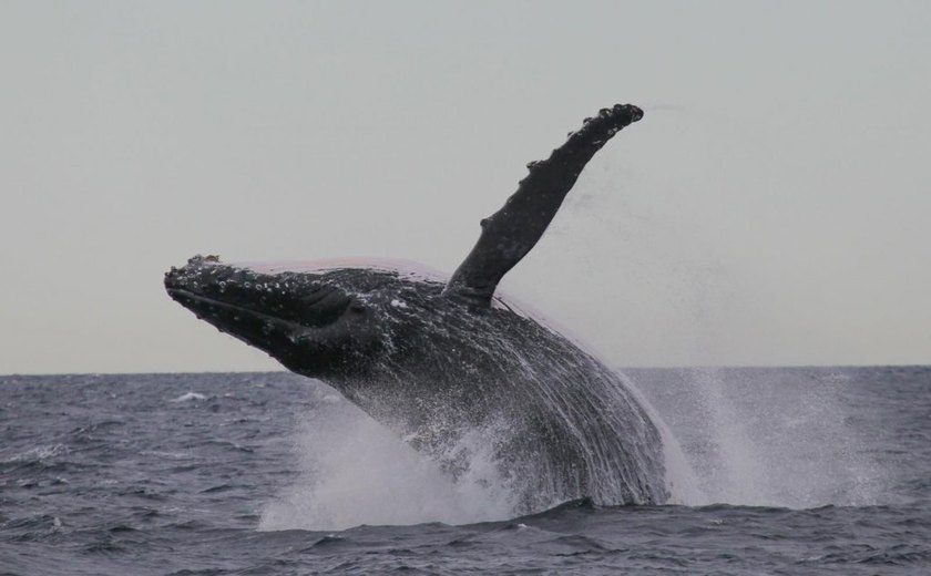Baleia salta em barco e deixa ao menos 7 feridos na Austrália