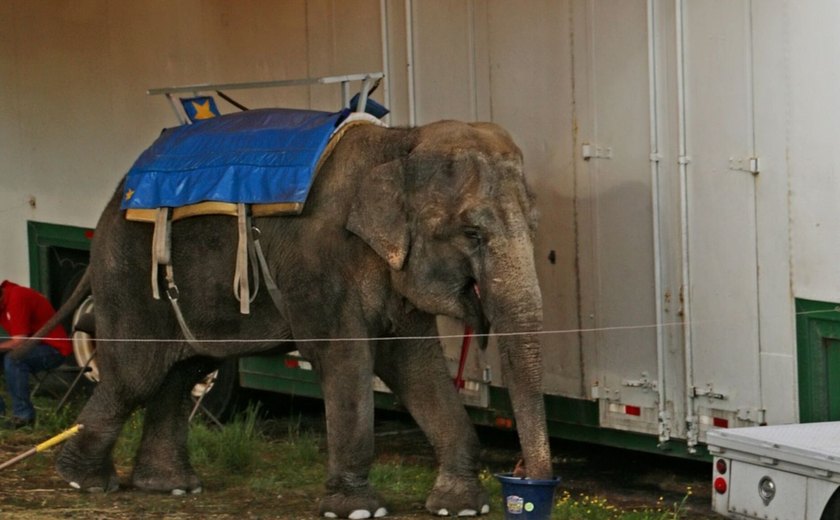 Animais estariam sendo mantidos em condições inadequadas em zoológicos europeus, denuncia fundação britânica