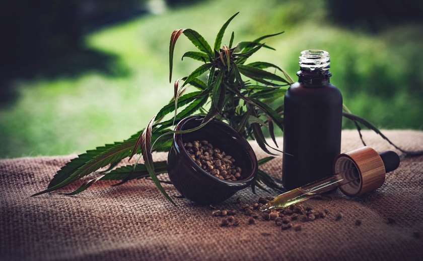 Anvisa proíbe importação de cannabis in natura