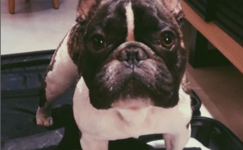 Dilsilnho lamenta morte de seu cão Diego: 'Me tirou da solidão'