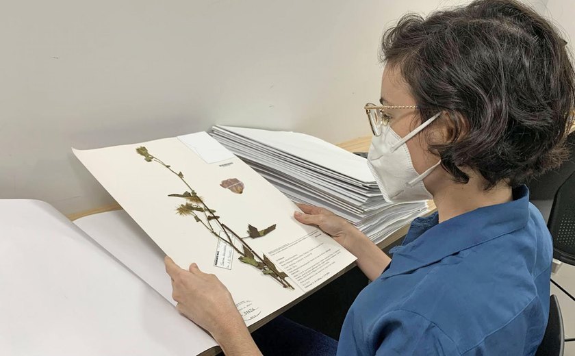 Herbário de Portas Abertas: IMA convida população para conhecer acervo florístico