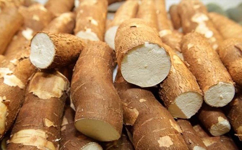 Câmara Setorial vai elaborar plano plurianual para cultura da mandioca