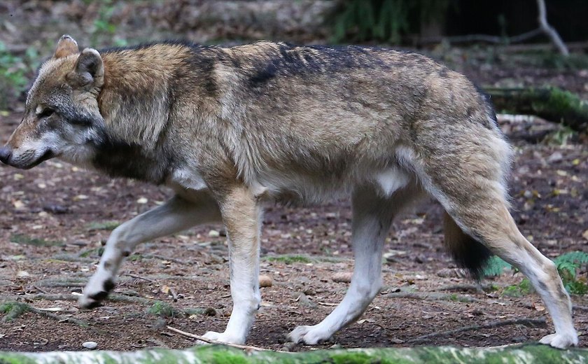 População de lobos na Europa divide produtores rurais e defensores de 'criaturas míticas'; Entenda