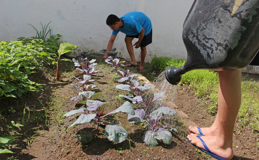 Horticultura promove a ressocialização de socioeducandos em Alagoas