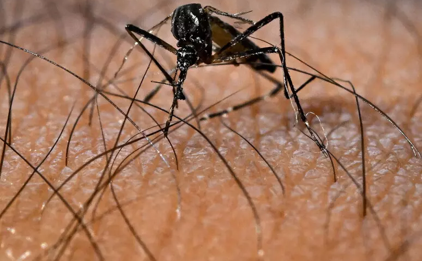 Cresce risco de transmissão de dengue e chikungunya na Itália