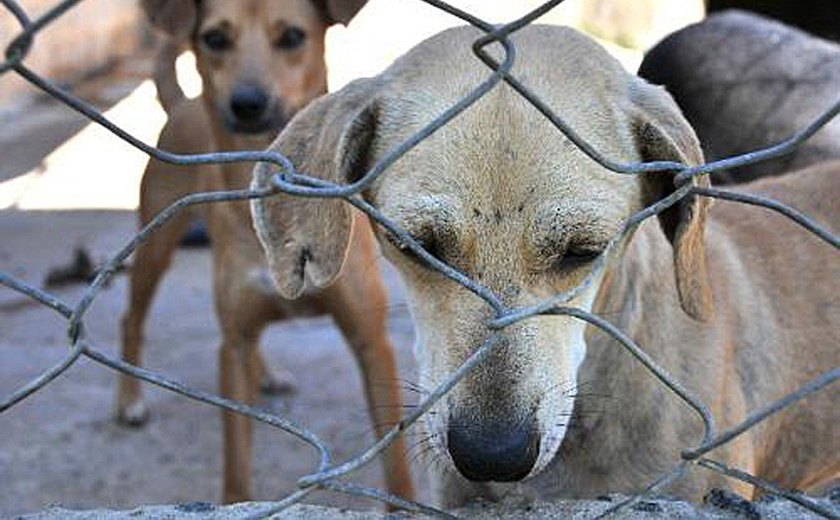 Cerca de 40 cães podem ter sido envenenados em bairro do Rio