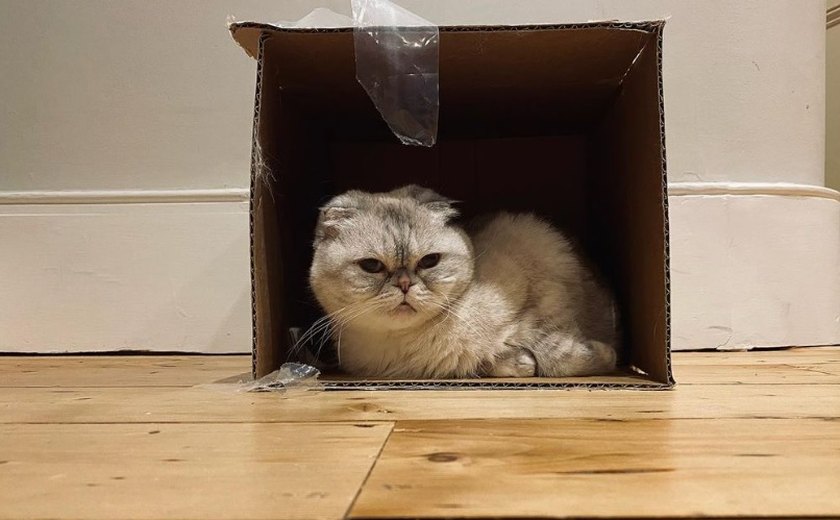 Do pet resgatado por Zezé di Camargo à gata de R$ 540 milhões de Taylor Swift: veja animais que foram adotados por famosos