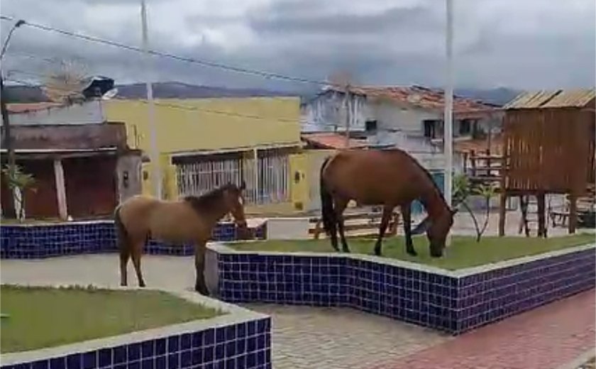 Palmeira dos Índios, o paraíso dos animais nas ruas; vídeo