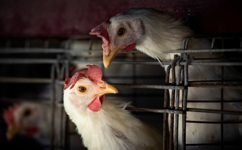 Gripe aviária: China e UE restringem exportação de aves do Brasil