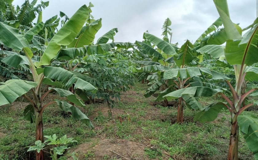 Emater realiza dia de campo para discutir manejo e adubação do solo no cultivo da banana em Branquinha