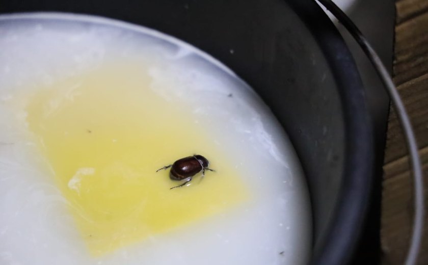 Ação integrada flagra produção de queijos em condições insalubres em Girau do Ponciano