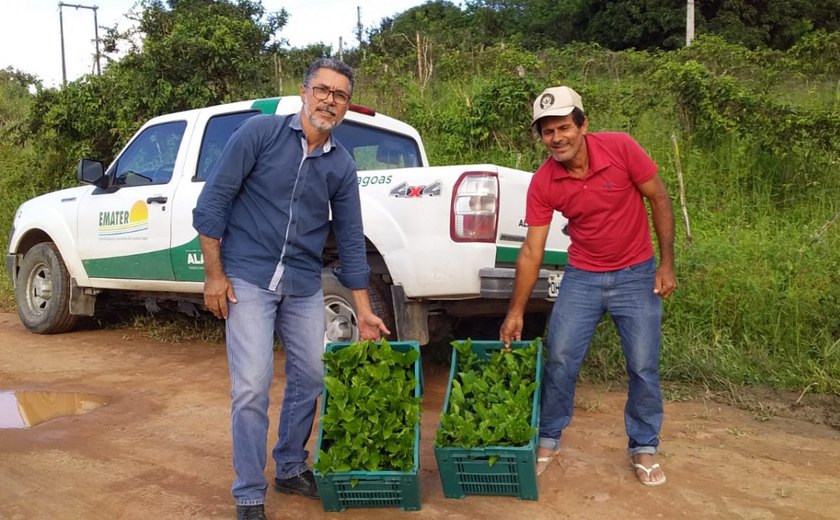 Emater inicia entrega de 200 mudas de maracujá em quatro municípios