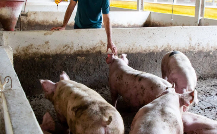 Com custos em alta, produtores de ovos e suínos optam por reduzir a oferta
