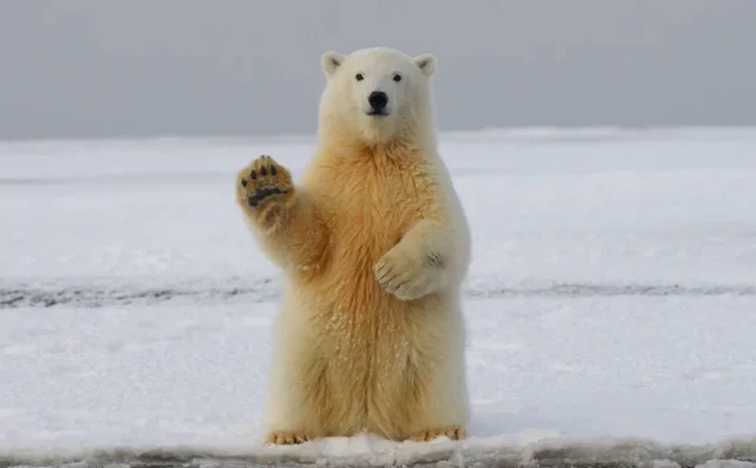 Urso polar empalhado de 225 kg e 3,6 metros de altura é roubado em resort do Canadá; autoridades investigam como
