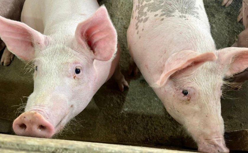 Secretaria de Agricultura prorroga vacinação contra Peste Suína Clássica até 22 de dezembro