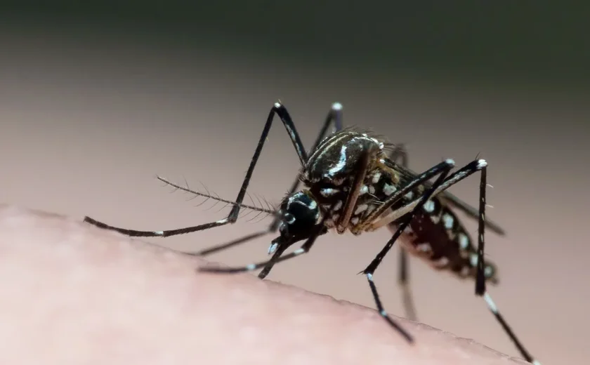 Estudo liga casos de encefalite a chikungunya na Bahia