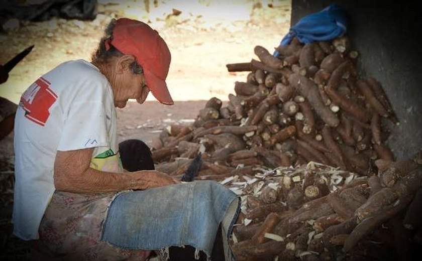 Casas de farinha do Agreste inovam no uso de resíduo venoso da mandioca