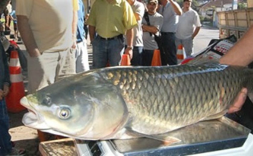 Arapiraca: Feira de peixes acontecerá na Primavera e Brasília nesta semana