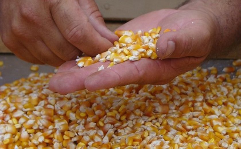 Prefeitura de Palmeira dos Índios entrega 24,5 toneladas de sementes nesta sexta-feira