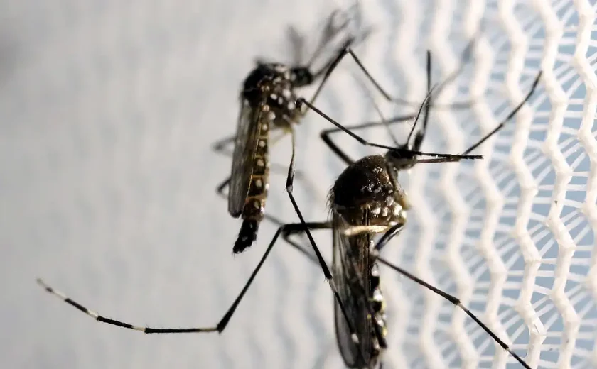Conheça a 'biofábrica' de mosquitos na Colômbia que combate a dengue e a desinformação