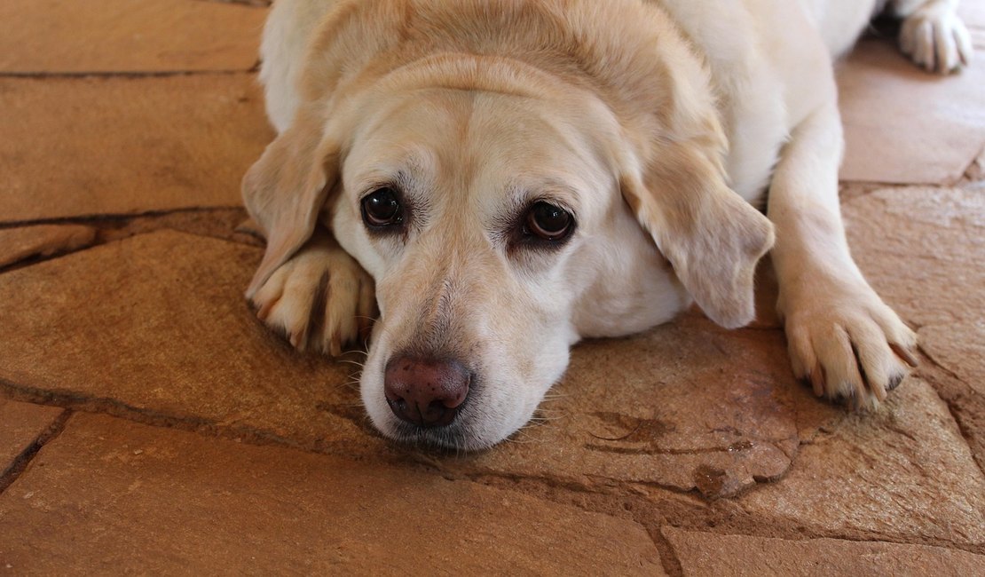 Diabetes em pets exige atenção redobrada à alimentação e ao sobrepeso