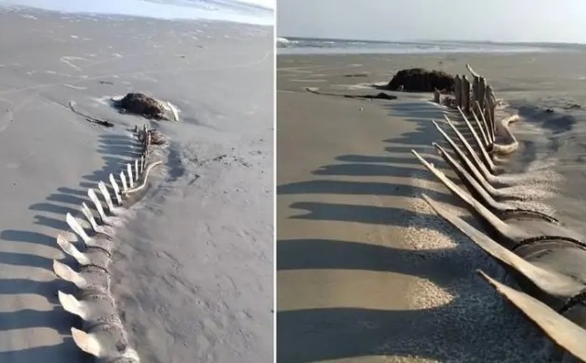 Esqueleto gigante de baleia aparece em praia e vira atração em Peruíbe (SP)