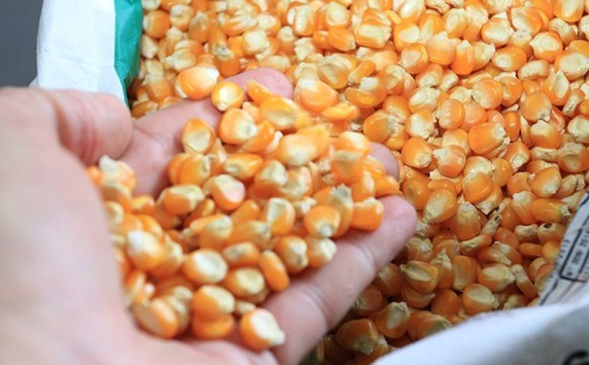 Entrega de sementes renova esperança de agricultores alagoanos na produção