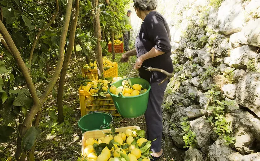 Terraços da Costa Amalfitana viram Patrimônio Mundial da Agricultura