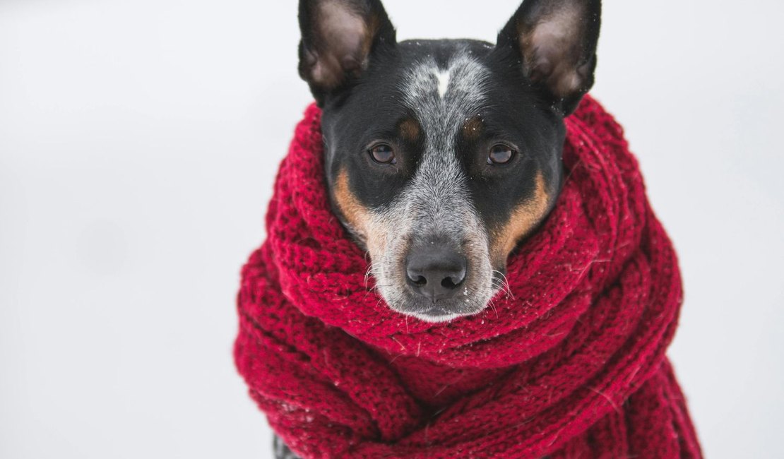 Frio intenso aumenta riscos para cães e gatos no Brasil