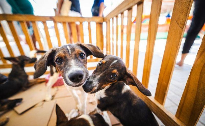 Prefeitura promove Feira de Adoção Animal neste sábado (24) em faculdade de Maceió
