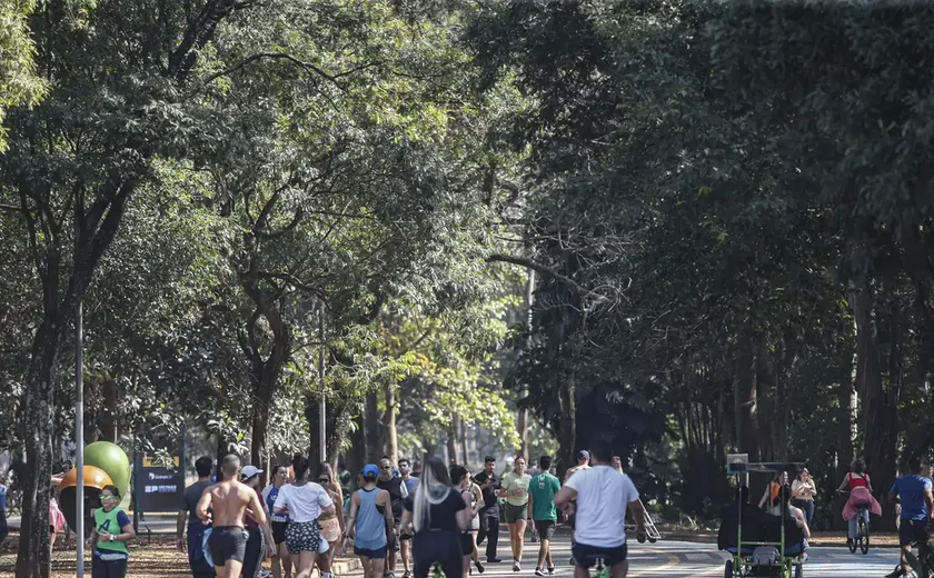 Ibirapuera inaugura árvore mais alta de SP; saiba como vai ser