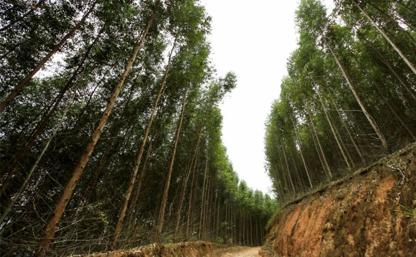 Projeto Silvicultura em Alagoas dará continuidade às pesquisas e capacitações em 2021