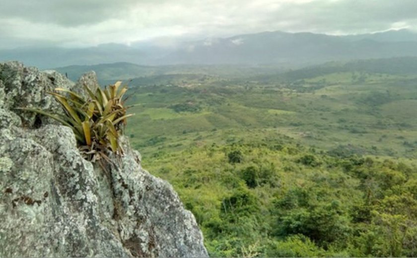 Pesquisador indígena cataloga 150 plantas medicinais de seu território